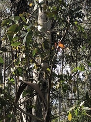 Rhipidura albiscapa