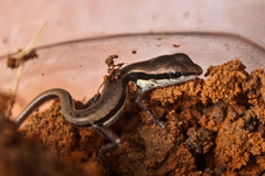 Sphenomorphus maculatus