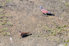 Streptopelia tranquebarica humilis