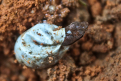 Sphenomorphus maculatus