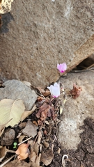 Cyclamen persicum