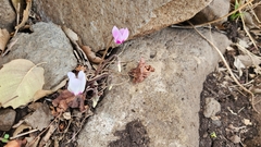 Cyclamen persicum