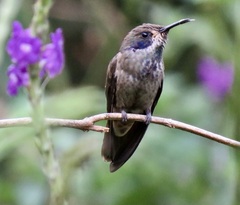 Colibri delphinae
