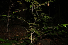 Olea paniculata