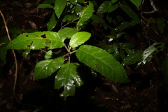 Croton stigmatosus
