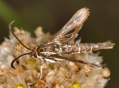 Pyropteron muscaeformis