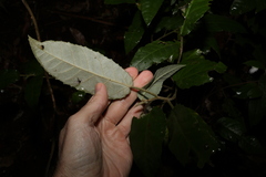 Croton stigmatosus