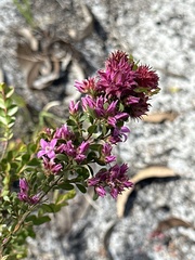 Boronia crenulata
