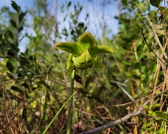 Sarracenia minor