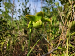 Sarracenia minor