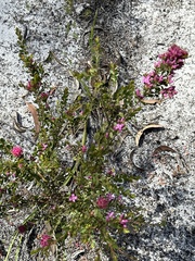 Boronia crenulata