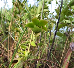 Sarracenia minor