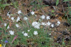Dianthus arenarius