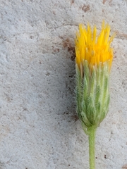 Erigeron petrophilus