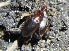 Calathus ruficollis