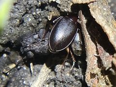 Calathus ruficollis