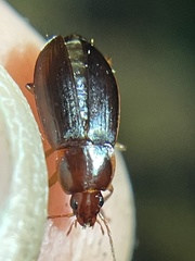 Calathus ruficollis