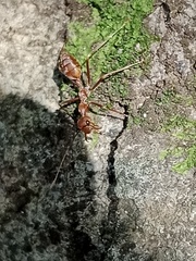 Oecophylla smaragdina