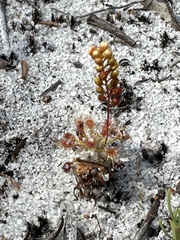 Drosera micrantha