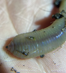 Oligochaeta