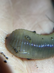 Oligochaeta
