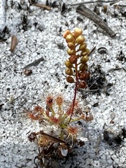 Drosera micrantha