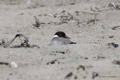 Thinornis cucullatus