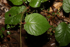 Actinidia