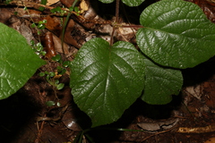 Actinidia