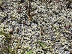 Raoulia parkii