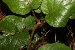 Actinidia