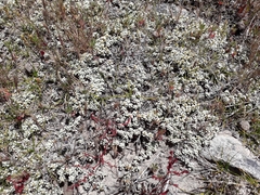 Raoulia parkii