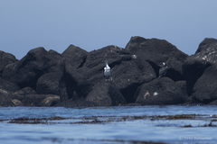 Phalacrocorax fuscescens