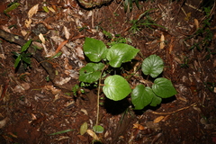 Actinidia