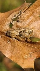 Callirhytis favosa