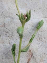 Erigeron petrophilus