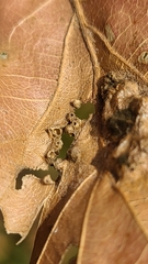 Callirhytis favosa
