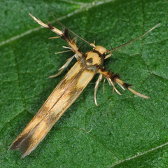 Stathmopoda pedella