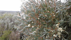 Eucalyptus diversifolia diversifolia