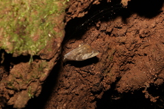 Heteronympha mirifica