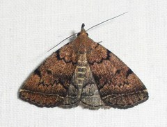 Zanclognatha dentata