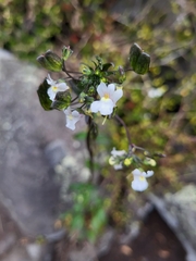 Nemesia floribunda