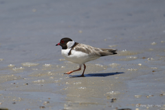 Thinornis cucullatus