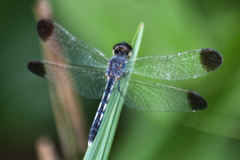 Diplacodes nebulosa