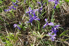 Iris ruthenica