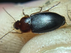 Calathus ruficollis