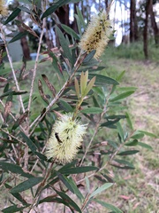 Melaleuca pallida