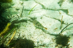 Tetractenos glaber