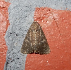 Condica illecta
