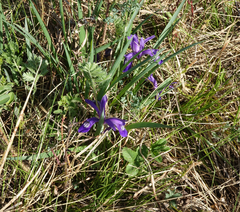 Iris ruthenica
